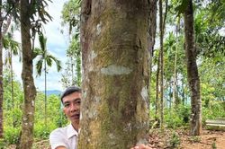 Đà Nẵng thúc đẩy trồng rừng gỗ lớn và cấp chứng chỉ FSC