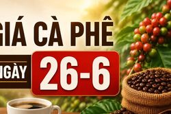 Giá cà phê ngày 26-6: Tăng thêm 700 đồng, lên mức 89.400 đồng/kg