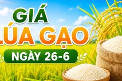 Giá lúa gạo ngày 26-6: Gạo nguyên liệu xuất khẩu và phụ phẩm tăng nhẹ