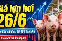 Gi&aacute; lợn hơi h&ocirc;m nay 26/6: Ch&ecirc;nh lệch 7.000 đồng/kg giữa ba miền