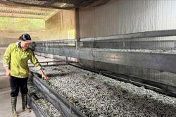 Li&ecirc;n kết sản xuất, n&acirc;ng cao gi&aacute; trị n&ocirc;ng nghiệp