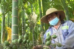 C&acirc;y cau xanh vỏ, 'đỏ thương l&aacute;i'?