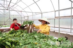 Hải Quang khai th&aacute;c hiệu quả tiềm năng c&acirc;y dược liệu