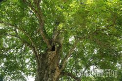 Cụ thị 'ba dòng' - Báu vật của bản Mường