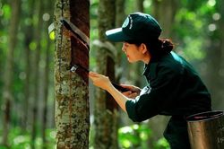 Ngày 26/6: Giá cao su thế giới biến động trái chiều
