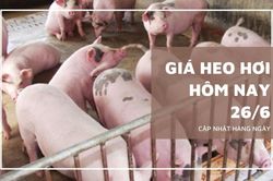 Ng&agrave;y 26/6: Gi&aacute; heo hơi tại miền Nam vẫn neo ở v&ugrave;ng thấp nhất