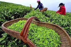 Hải quan tháo gỡ vướng mắc cho các container chè xuất khẩu phải tái nhập tại Hải Phòng