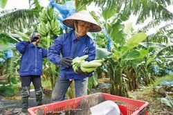 'Cẩm nang' vượt rào cản để xuất khẩu thực phẩm sang Trung Quốc