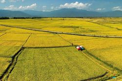 Cánh đồng VietGAP tạo nền tảng cho tài sản trí tuệ hạt gạo Ea Kar