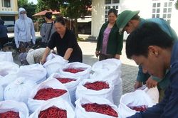 H&agrave;nh tr&igrave;nh ph&aacute;t triển c&acirc;y ớt xuất khẩu - B&agrave;i cuối