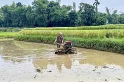 Khẩn trương thu hoạch lúa xuân, tập trung sản xuất vụ hè - thu