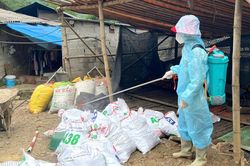 Phát hiện ổ dịch cúm gia cầm A/H5N1 tại phường Tân Giang