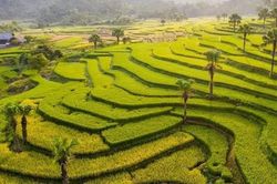 Loài cây mọc hoang ở Thái Nguyên bất ngờ được giới khoa học 'săn tìm', có gì đặc biệt?