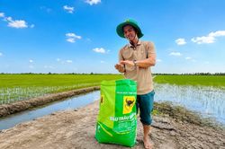B&igrave;nh Điền đồng h&agrave;nh hồi sinh đất ph&egrave;n để cho c&aacute;nh đồng l&uacute;a lu&ocirc;n xanh khỏe