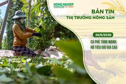 Thị trường nông sản 26/6/2026: Cà phê tăng mạnh, hồ tiêu giữ giá cao