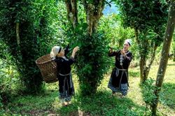 Tuyên Quang ban hành quy định mới về vùng canh tác hữu cơ