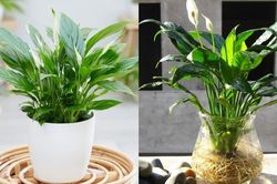 5 loại cây vừa lọc không khí, vừa làm mát nhà hiệu quả