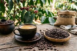 Giá cà phê hôm nay 26/6/2026: Robusta tăng cao nhất 4 tháng