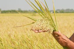 Giá lúa gạo hôm nay 26/6: Thị trường ổn định, phụ phẩm tăng nhẹ