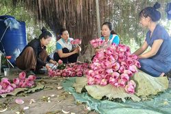 Xã Phú Xuyên: Rộn ràng mùa thu hoạch hoa sen