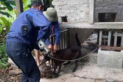 Đẩy mạnh tiêm phòng vật nuôi, ngăn nguy cơ bệnh dại lây sang người