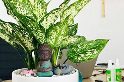 Tuổi Thìn nên để cây gì trên bàn làm việc để tiền tài hanh thông, sự nghiệp thăng tiến?