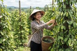 Giá hồ tiêu hôm nay 27.6: Thị trường đi ngang sau các phiên tăng