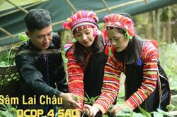 Sâm Lai Châu: OCOP 4 sao tạo sinh kế bền vững nơi núi rừng Tây Bắc