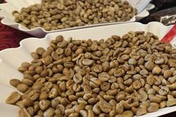 Giá cà phê hôm nay, 27-6: Robusta giao ngay vẫn 'nóng'