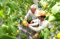Lan tỏa giá trị ngành nghề nông thôn gắn với bảo vệ môi trường