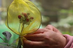 Làm 'áo giáp' bảo vệ hạt sâm Ngọc Linh