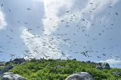 Phát triển Côn Đảo thành 'thiên đường du lịch nghỉ dưỡng sinh thái và tâm linh'