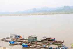 Hơn 73 tấn c&aacute; chết do nước s&ocirc;ng Đ&agrave; hạ thấp đột ngột bất thường