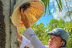 Xem thuần hóa ong trong cột điện