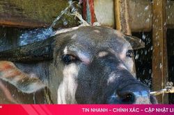 Xem nông dân 'giải nhiệt' cho đàn trâu, bò