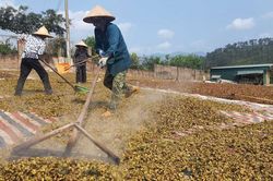 Quảng Ninh: Giữ vững đà tăng trưởng ngành nông nghiệp