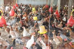Đồng Th&aacute;p: Gi&aacute; g&agrave; giảm 40%, người nu&ocirc;i thua lỗ nặng