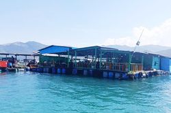 Khánh Hòa: Vùng vịnh 'nghẹt thở' vì bè nổi tự phát