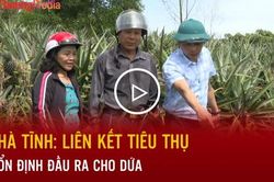 Hà Tĩnh: Liên kết tiêu thụ, ổn định đầu ra cho dứa