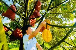 'Ðộc lạ' sầu riêng vỏ vàng cho giá trị kinh tế cao