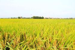Nỗi niềm th&aacute;ng S&aacute;u