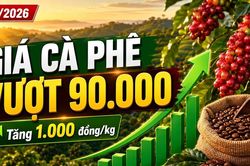 Giá cà phê hôm nay 27/6: Tăng mạnh, vượt mốc 90.000 đồng/kg