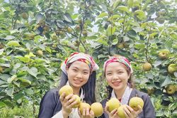 Rộn ràng trải nghiệm thu hoạch lê Nậm Pung