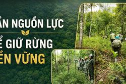 Cần nguồn lực để giữ rừng bền vững