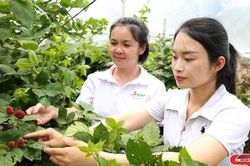 Phát triển du lịch gắn với thương mại, dịch vụ