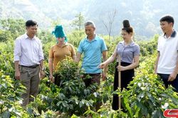 Đổi thay ở Chiềng Vàng