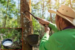 Ngày 27/6: Giá cao su thế giới đồng loạt giảm mạnh