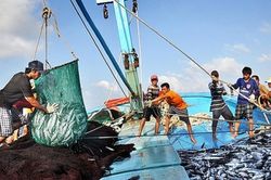TP. Hồ Chí Minh: Triển khai nhật ký khai thác thủy sản điện tử