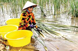 Thương quá bồn bồn