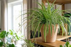 5 loại cây lọc không khí tốt nhất cho phòng ngủ kín